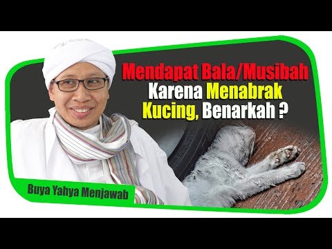 Mendapat Bala/Musibah Karena Menabrak Kucing, Benarkah ? -  Buya Yahya Menjawab