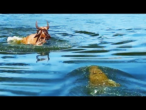 Wildebeest Escapes Small Croc to Swim into Jaws of Monster Croc