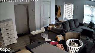 Cats Attacking Each Other Playfully