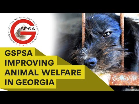 GSPSA - 17 Years of fight for Animal Rights in Georgia