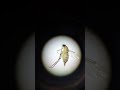 Fly under microscopemegaselia scalaris family phoridaeinsect microscope zoology ytshorts