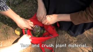 Violet Flower Oil for Breast Massage with Isis Phoenix