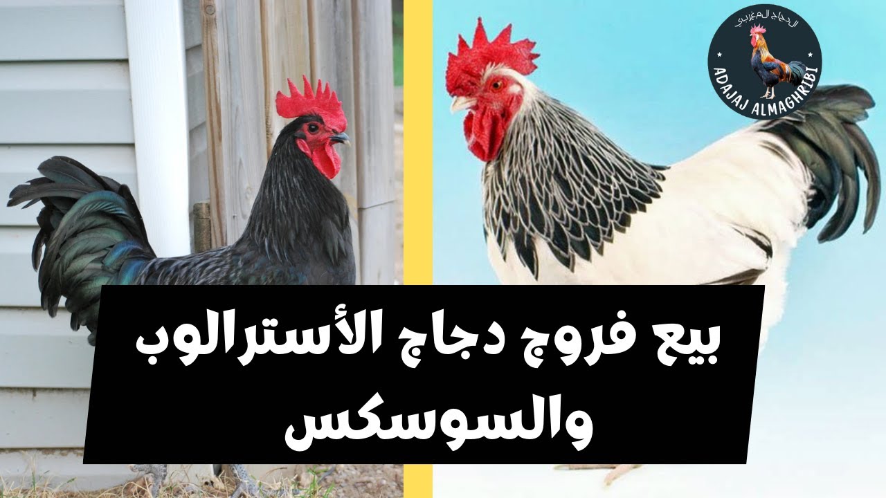 بيع فروج دجاج الأسترالوب والسوسكس في المغرب | جودة عالية وأسعار مناسبة للتواصل 0668762975