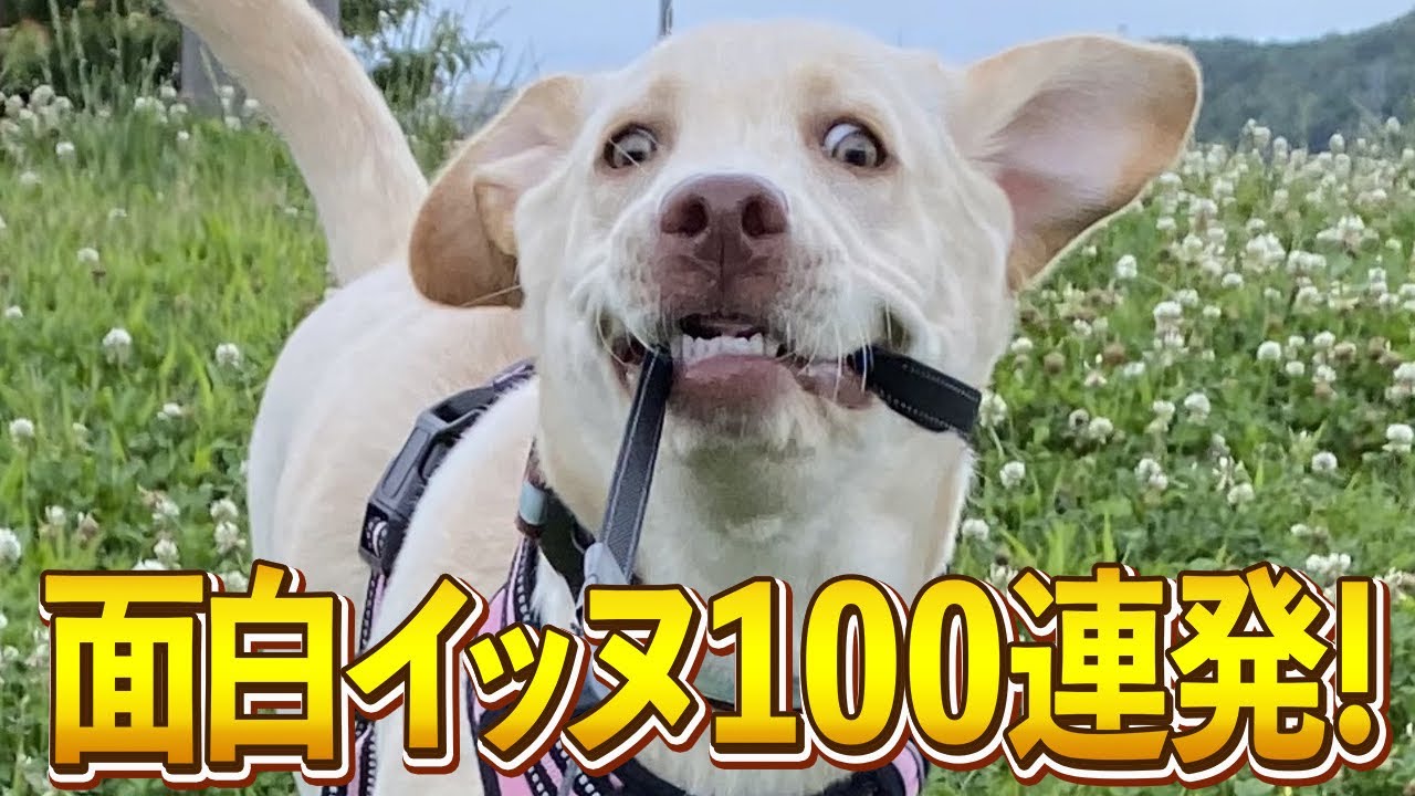 【んん？？！w→おまリードどうなっとんねんw】ツッコミどころ満載なおもしろ犬動画100連発！