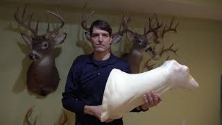 Deer Mounting Forms