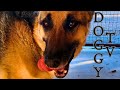 Doggy tv  dog relaxation or background music