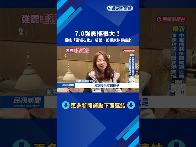 搖很大！貓咪當場「石化」 袋鼠、狐獴家族彈起來－民視台語新聞