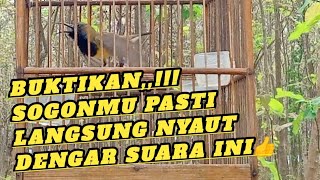 Sogon tarung buka sayap,cocok buat latih emosi burung bahan 👍