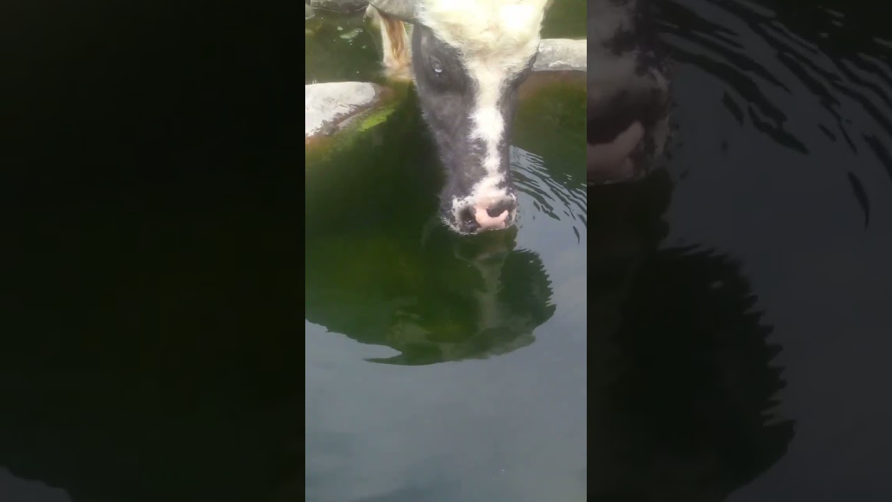 buffalo drink water