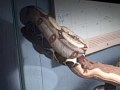 Perfect shed from a perfect snake Perfect shed from a perfect snake
