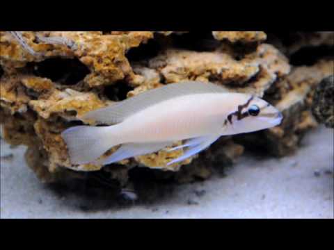 Chalinochromis brichardi