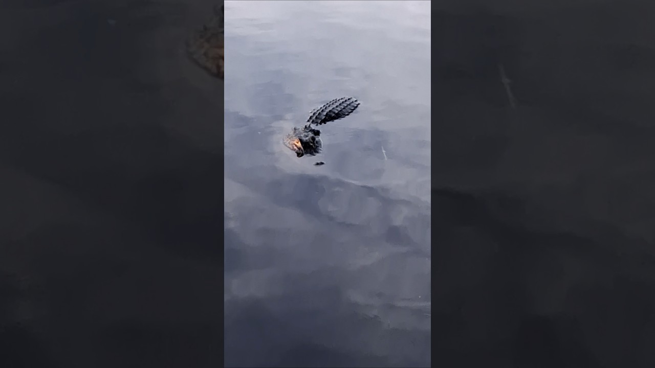 Alligator and snake encounters all in one day | Florida Woman | Where is OMGItsWicks?!