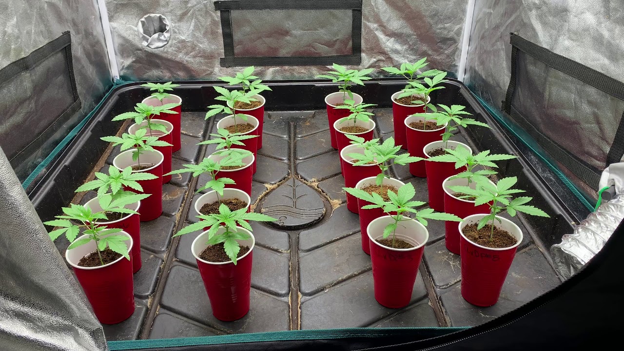 4/20 Grow Light Giveaway!