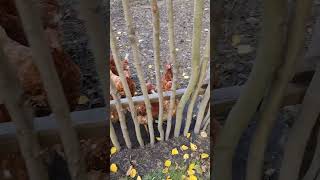 куры. Украина Харьковская область