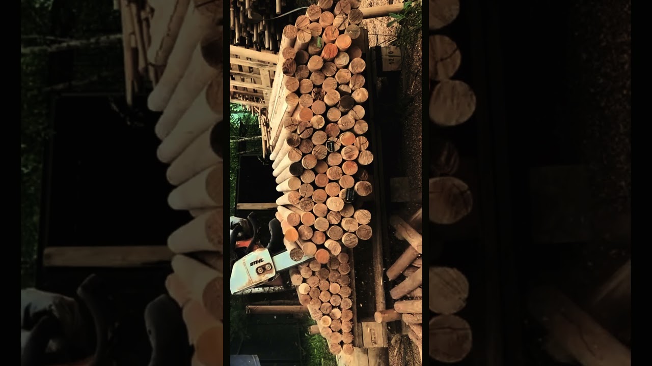 STIHL vs Birch Logs – Total Domination! 🔥 