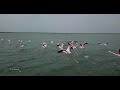 Озеро Караколь. Актау. Мангистау. Фламинго. Lake Karakol. Aktau. Flamingo