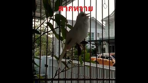 Thumbnail of เพลงลากหวาย นกกรงหัวจุก เจ้าศรีปราชญ์