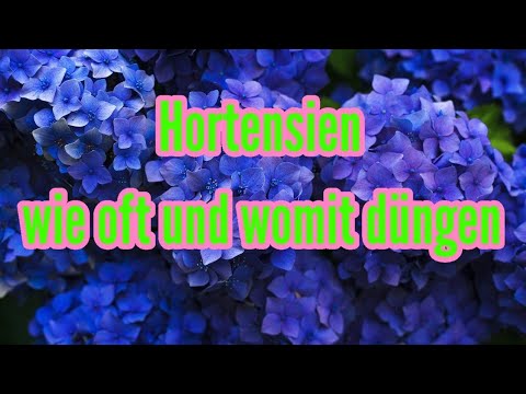 Video: Hortensiendünger verwenden - Wann und wie man Hortensien düngt