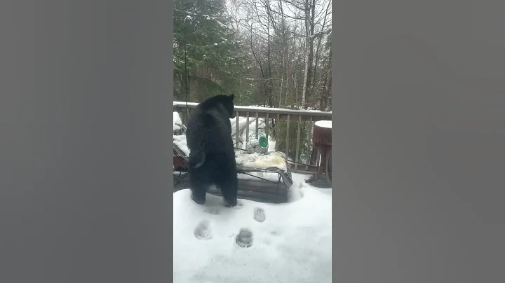 Bear Visits Our New Hampshire Deck || ViralHog
