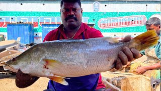 KASIMEDU 🔥 SPEED SELVAM | SEA GOLD KODUVA FISH CUTTING VIDEO | IN KASIMEDU | FF CUTTING 🔪