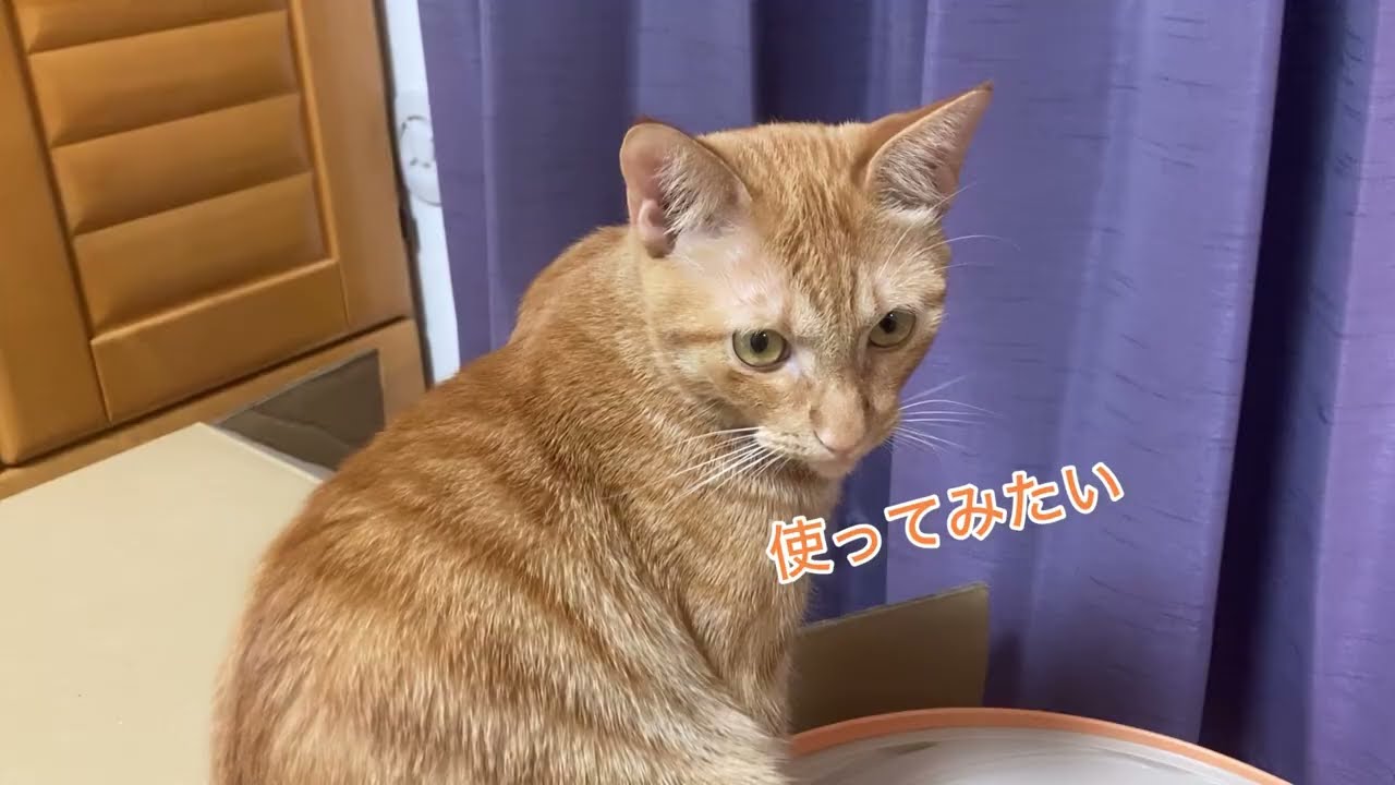 新しいトイレに戸惑う💦