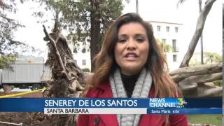 SB Courthouse Ficus Tree Down