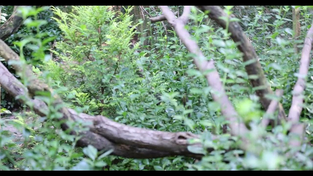 Hidden Red Panda - YouTube