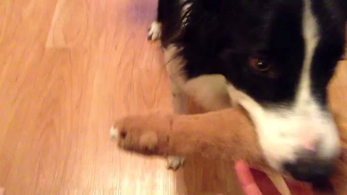 What toys do you have for your Border Collie? Mine keeps ripping hers apart  😅 : r/BorderCollie