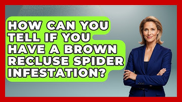 How Can You Tell If You Have A Brown Recluse Spider Infestation? - Insects and Invaders