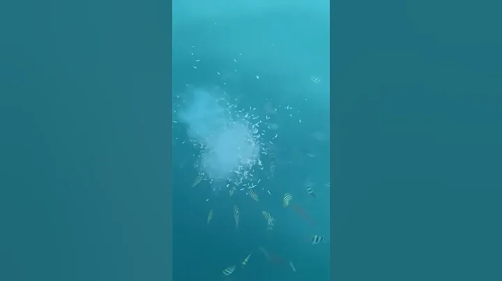 大群の魚は小アジ。連日よく釣れています。#shorts