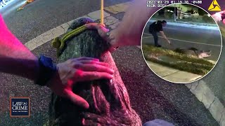 Bodycam Shows Tampa Police Wrangling 9-Foot Alligator