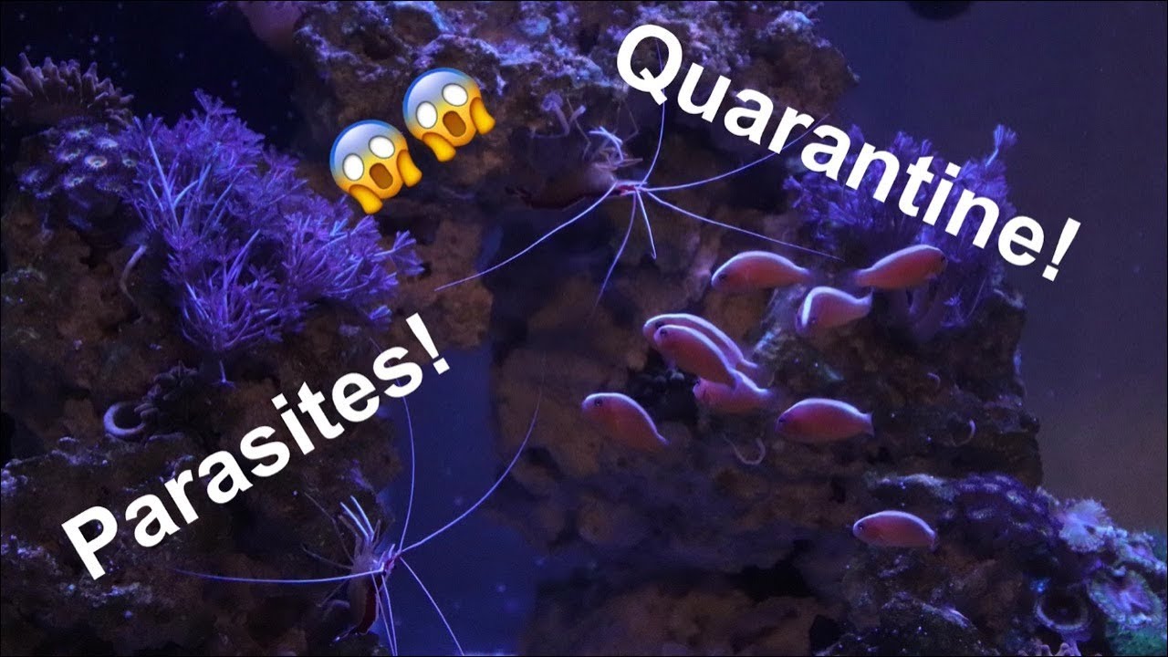 fish parasites symptoms The 60g Cube has Ich and 60 day Quarantine!!!
