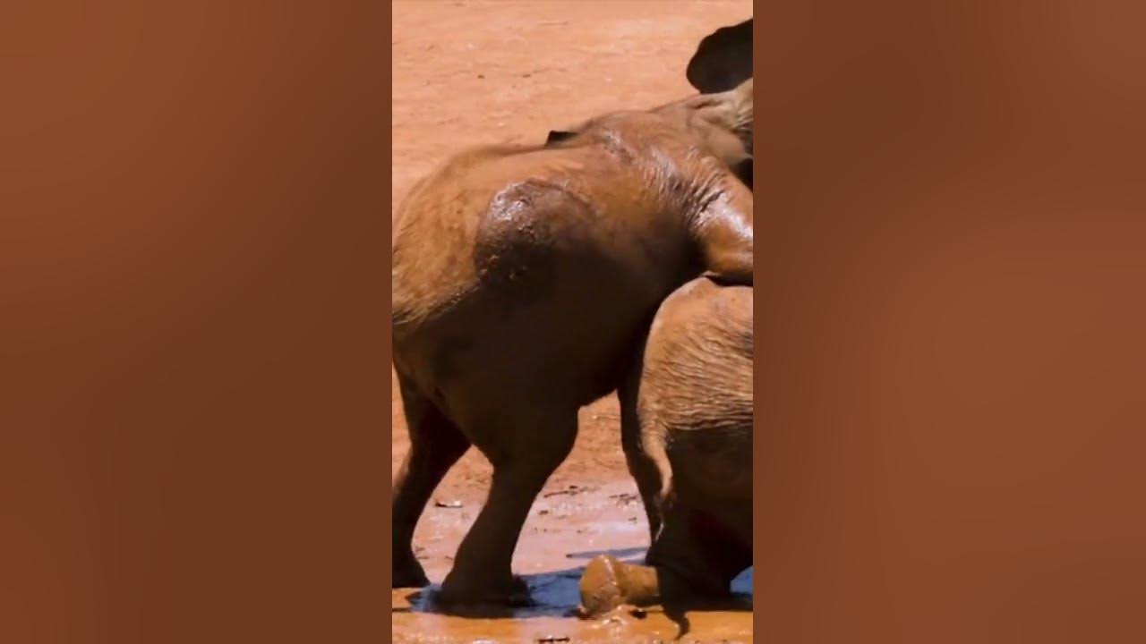 cutebaby Elephant Playing deer YouTube cutebaby-elephant-playing-deer-youtube