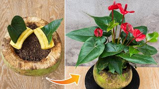 Tips for propagating anthurium from leaves with bananas, Growing anthuriums in coconuts