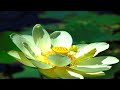 Tranquil Water Lilies and Soothing Music to Relax and Sleep To