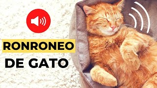 RONRONEO de GATO  Sonido de Gato Ronroneando