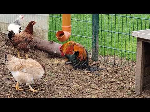 How Do Chickens Mate? (1)