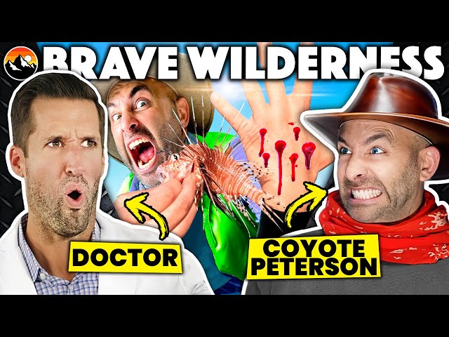 ER Doctor u0026 Coyote Peterson REACT to DEADLIEST Stings From Brave Wilderness class=