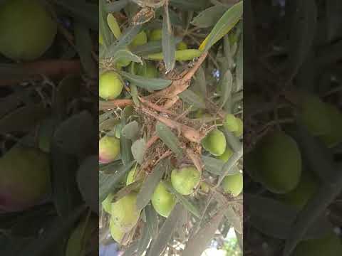 الشجره ديال الزيتون خضروا وكحله