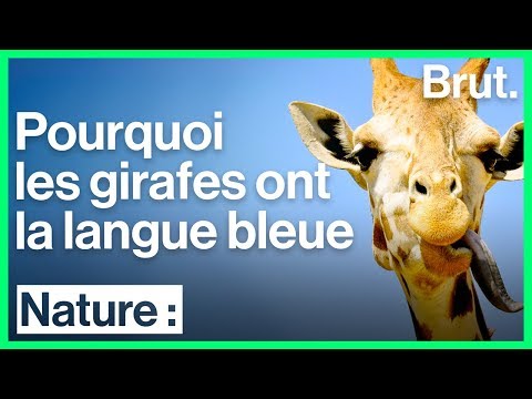 Vidéo: Pourquoi Une Girafe A-t-elle Une Langue Bleue ?