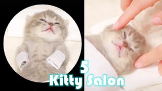 Kitty SALON 5: Extra Long Super cute kitten baby cat having SPA treatment with SPA Music ASMR