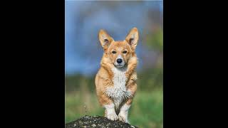 Full Corgi Coloring Pages #shorts News