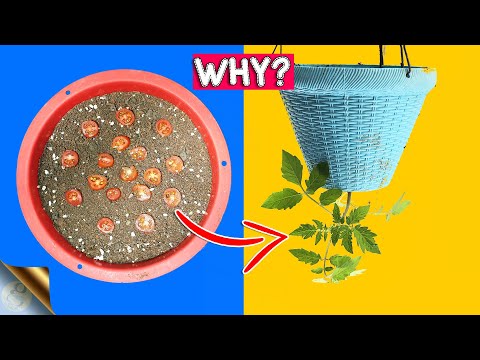 Video: Ondersteboven problemen met water geven - wanneer en hoe een omgekeerde plant water te geven