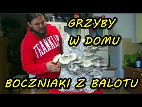 Wideo: Jak Uprawiać Boczniaki W Domu W Workach