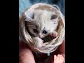 Do you want to have a cute pet like this?#Teacup Cat #Super cute #Baby cat #Cute