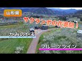【山形県上山市】サクランボの花満開！フルーツライン