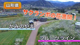 【山形県上山市】サクランボの花満開！フルーツライン