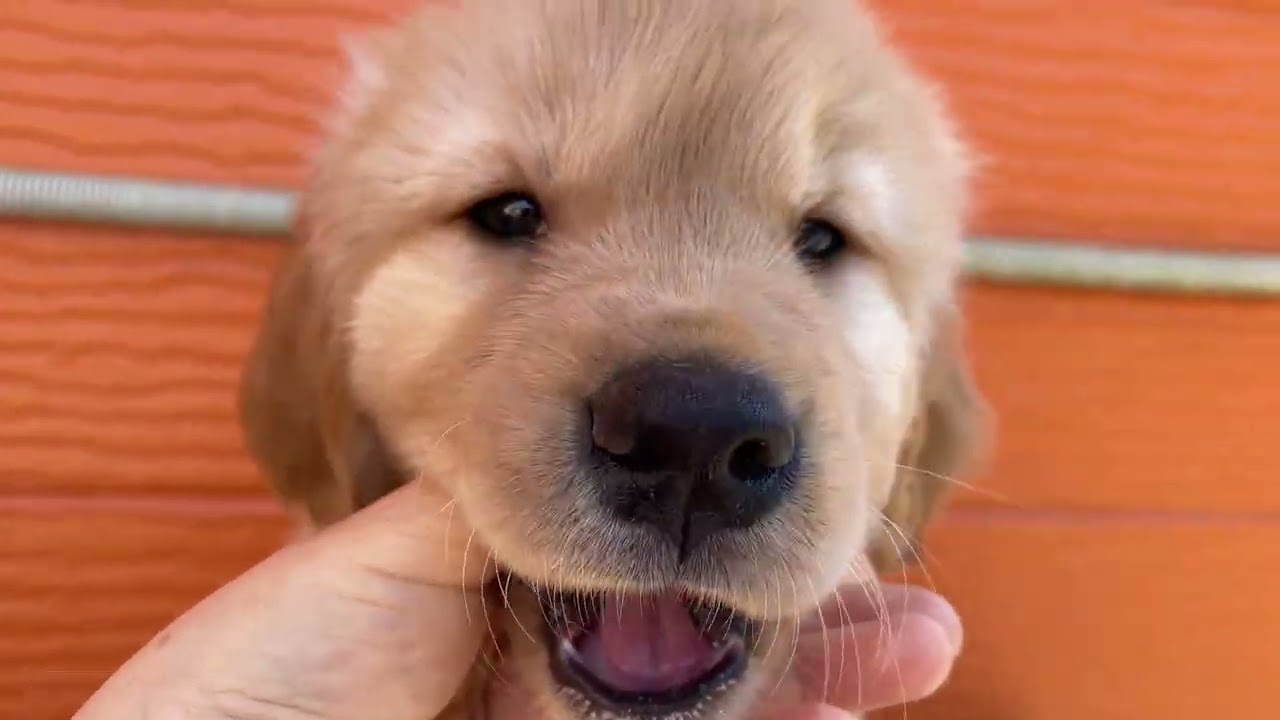 マナの子犬27番ちゃん2026 3 7撮影