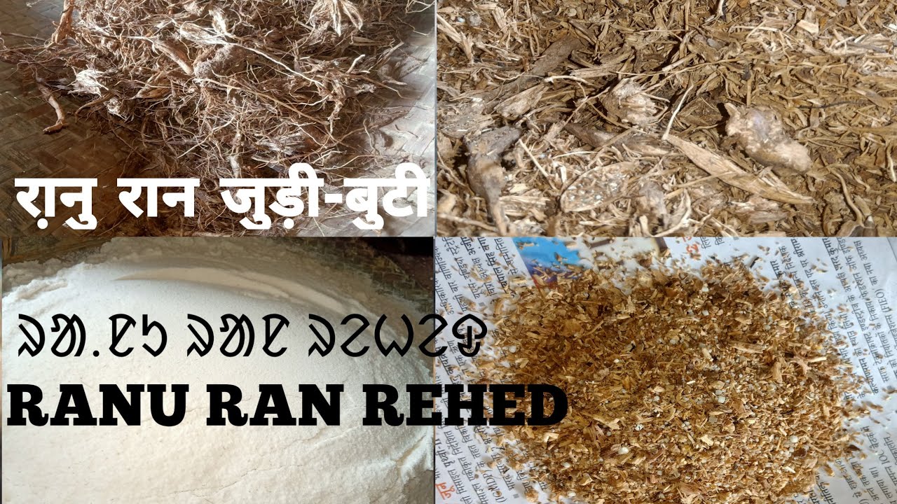 RANU CHED RENAG KO BENAWA / RANU RAN REHED RENAG NJUTUM JUDI BUTI ...