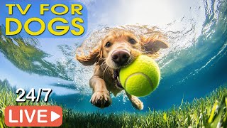 🔴[LIVE] Dog Music🐶Relaxing Music for Dogs with Anxiety💖 Dog Calming Music🎵Separation Anxiety Relief💖 screenshot 3